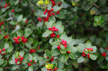 red and green