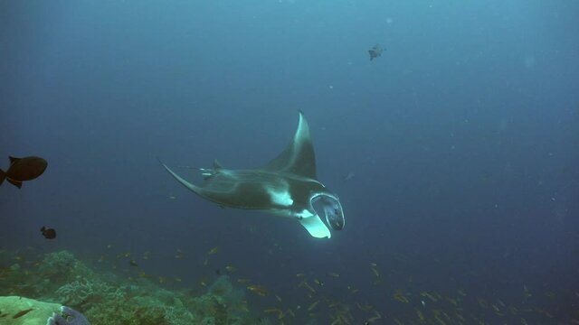 Manta ray passing close in front of the camera on a colorful coral reef in Raja Ampat.