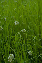 grass and flowers