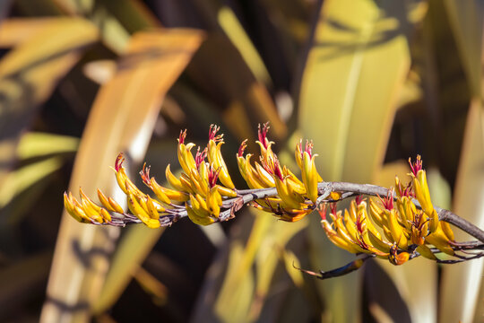 detail of harakeke - New Zealand flax yellow flowers in bloom with blurred background and copy space