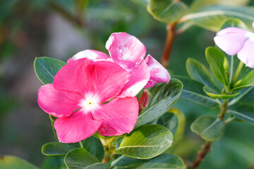pink vinca flower or madagascar