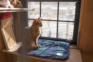 雪解けを待つ子猫