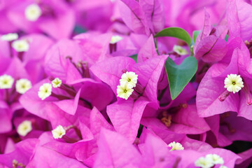 pink and white flowers