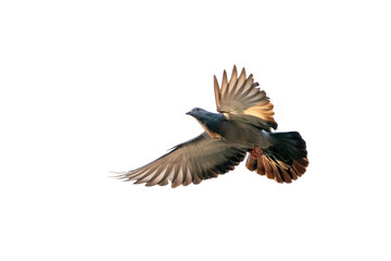 Action Scene of Rock Pigeon Flying in The Air Isolated on Clear Sky