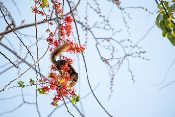 Close-up Squirrel was Eating a Red Flower while Perching on a Branch