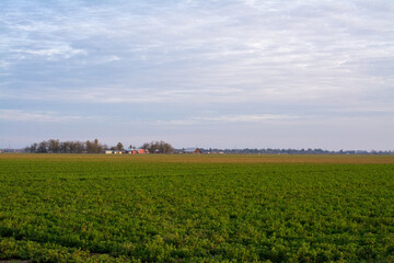 Fototapeta na wymiar Alfalfa field crop with barn in horizon .