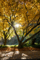 Fototapeta premium autumn in the woods