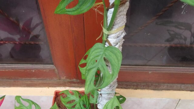 Beautiful green philodendron monstera adansonii leaves in Indonesia called daun janda bolong at home outdoors