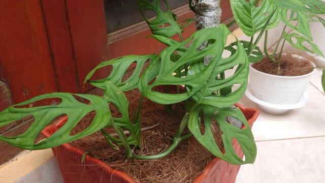 Beautiful green philodendron monstera adansonii leaves in Indonesia called daun janda bolong at home outdoors