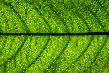 green guava leaf close up