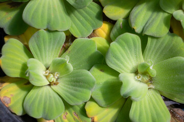 Home garden of green plant pot