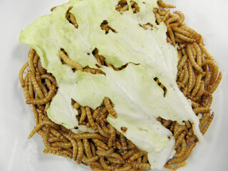 Background texture of dried mealworms, the larvae of the darkling beetle, providing a delicious...