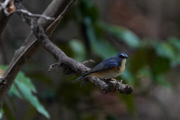 red flanked blue tail in the dark forest