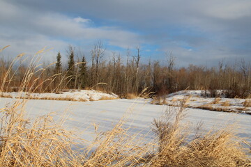 Frozen Wetlands, Pylypow Wetlands, Edmonton, Alberta