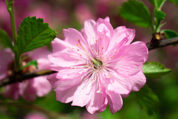 Beautiful floral pink background of sakura flowers