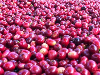 Arameca coffee beans, fresh, still dry