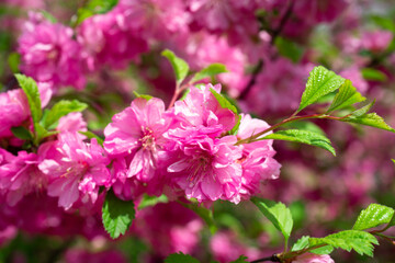 Beautiful floral pink background of sakura flowers