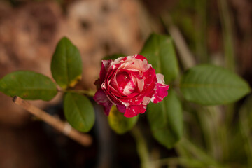 red rose bud