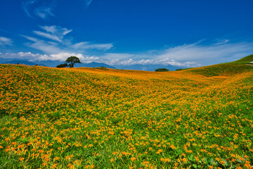 Obraz premium Wild Orange Daylily flowers bloom all over the mountains and fields, Taiwan.