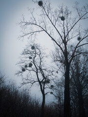 silhouette of a tree