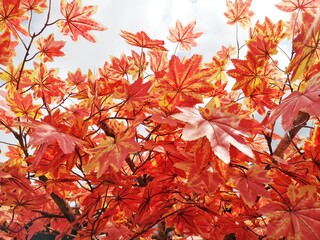 red maple leaves