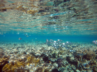 Tropical coral reef. Ecosystem and environment. Egypt. Near Sharm El Sheikh