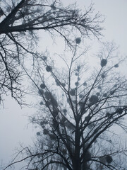 tree in winter