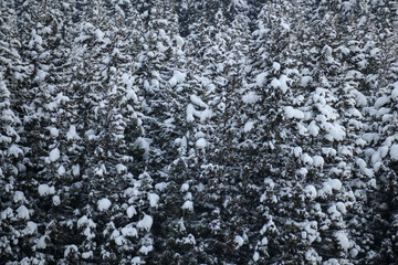 雪景色　冬　大雪　イメージ