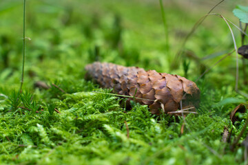 pinecone in soft and mossy gras in the forest