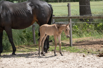 Naklejka na ściany i meble Young newly born yellow foal stands together with its brown mother