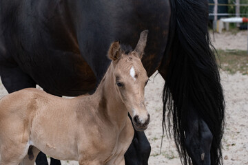 Young newly born yellow foal stands together with its brown mother. against the tail of the mother