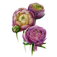 Watercolor illustration. Ranunculus flowers are pink. Spring summer motive.