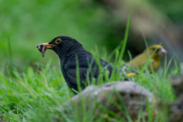 The male blackbird found a worm on a green lawn. The common blackbird, Turdus merula, also called Eurasian blackbird