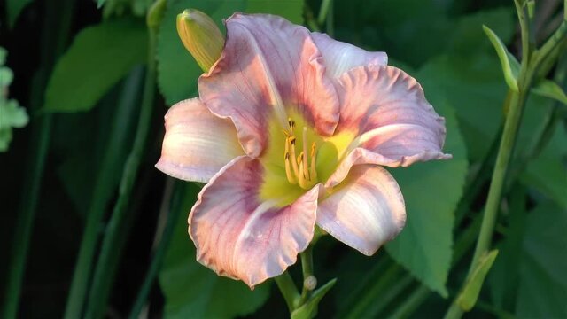 Gardening: close-up, detailed view of a Hemerocallis Siloam Bye Lo flower.