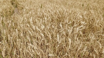 wheat field background