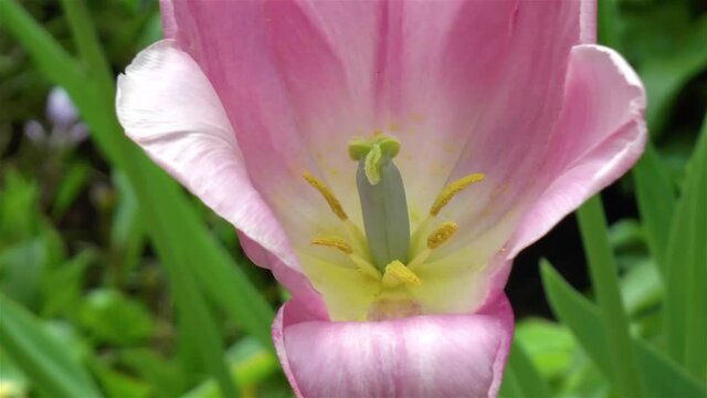 Gardening: close-up, detailed view of a Tulipa Early Glory (Triumph Tulip) flower.