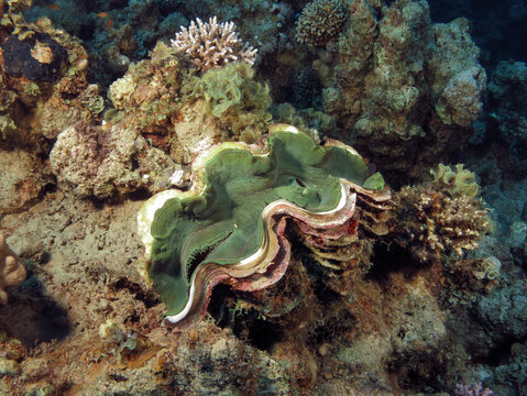 A Giant clam Tridacna sp. in the Red Sea