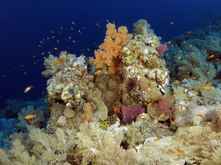 Fototapeta na wymiar A beautiful, colorful and diverse coral reef in the Red Sea