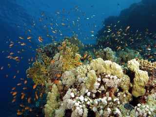 Fototapeta na wymiar Schooling Lyretail anthias Pseudanthias squamipinnis on a beautiful Red Sea coral reef