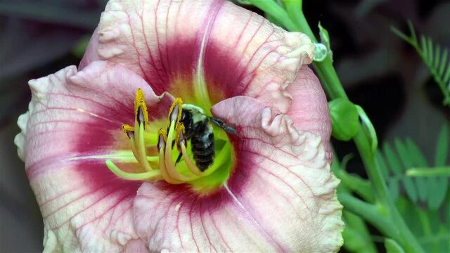 Garden life: close-up, detailed view of a bee on a Hemerocallis Siloam Bye Lo flower.
