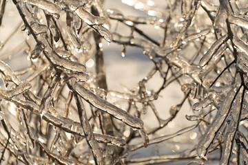 Natural background with ice crystals on plants