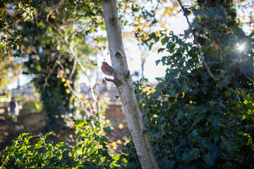 Majestic robin standing on the small branch of a tree