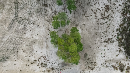 top view of trees in a dried up lake, cypresses, photo from a quadcopter