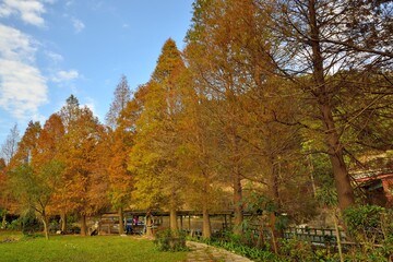 Naklejka premium Colorful winter deciduous cypress tree,(Farm in Hsinchu,Taiwan)