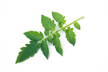 Tomato leaves on white background.