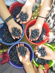 Hands holding blueberries