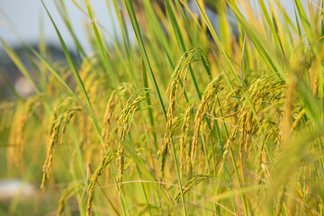 Close-up view of the flowers of the ears of rice and rice plants that are fully ripe and ready to be harvested.