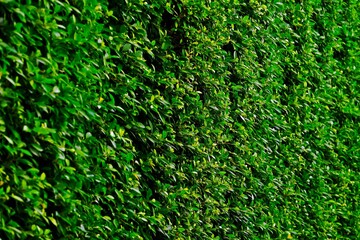 Lofty Fig (Ficus altissima Blume) wall for background. Selective focus.