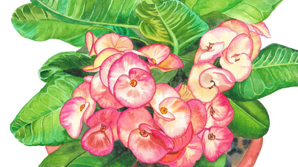 crown of thorn plant on white background