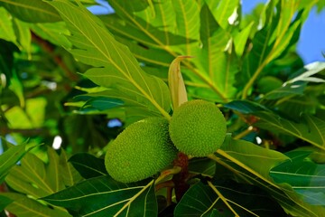 Bunch of breadfruit (Artocarpus altilis) and green leaves on the tree.